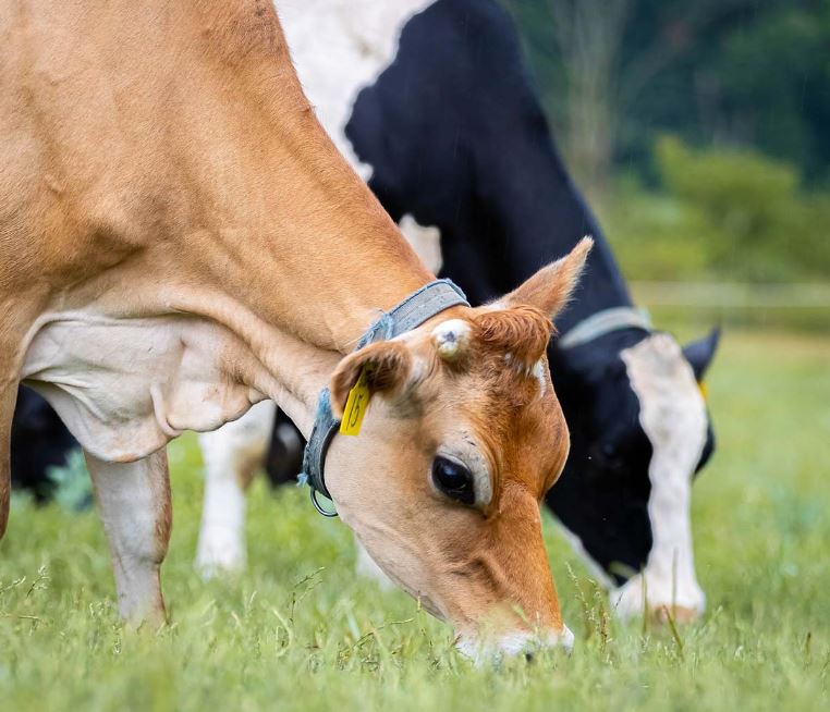 Kinfork cows grazing in the pasture